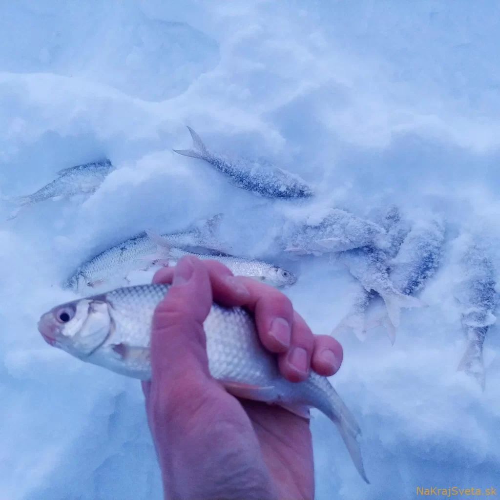 Zamrznuté ryby v -50°C. Sneh je suchý, tých pár sekúnd sa dá vydržať bez rukavíc.