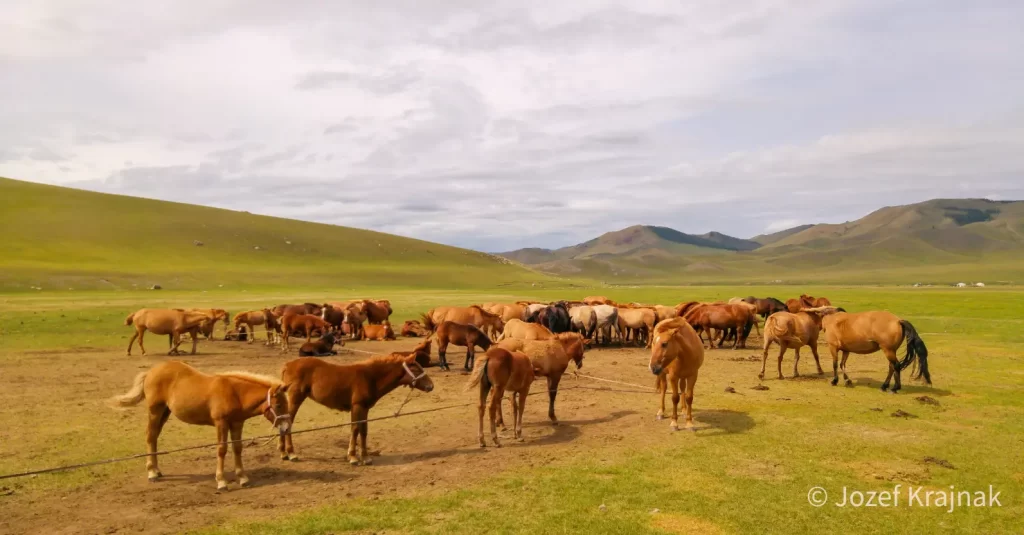 Kone v Mongolsku pri jurtovom tábore