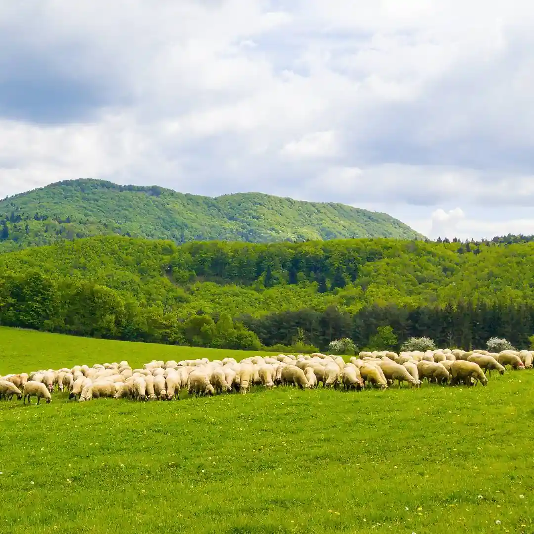 Slovensko Ovce trava