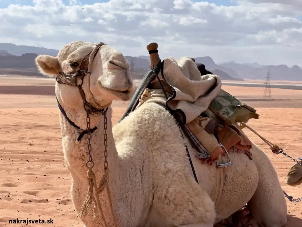 Cestovanie do Jordanska Wadi Rum Ťava